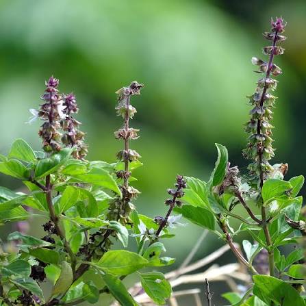 Tulsi